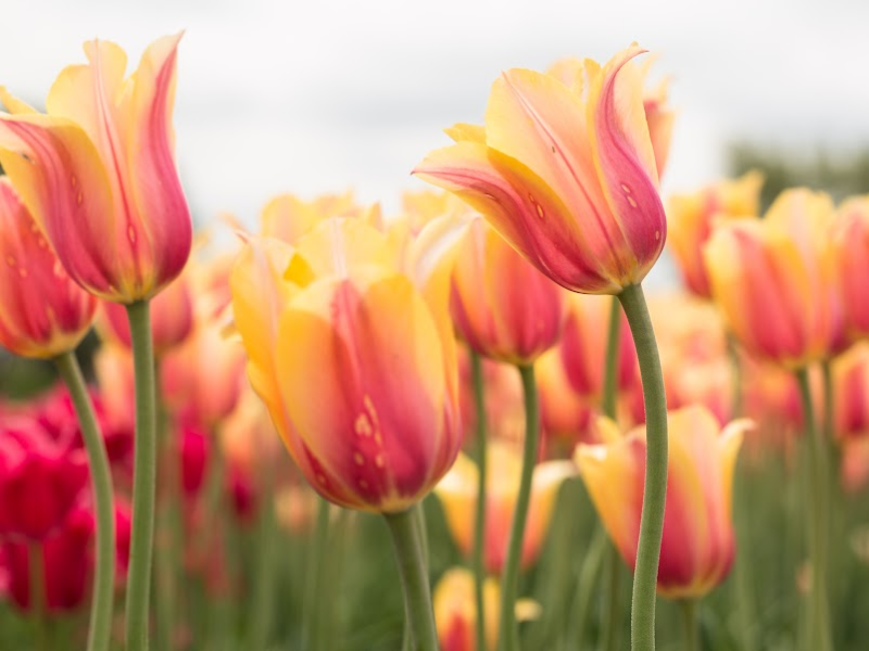 image - your one extraordinary life flowers blooming