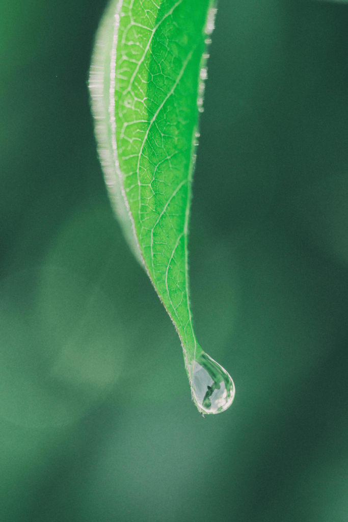image - healing blessing with water in nature by aaron burden unsplash