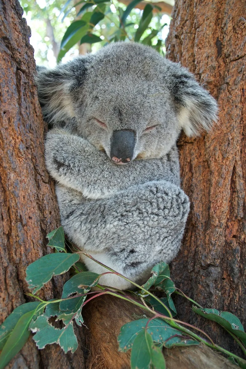 image - koala by gary-runn-6rW-AcbSnTA-unsplash